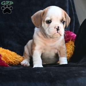 Oliver, Miniature Bulldog Puppy